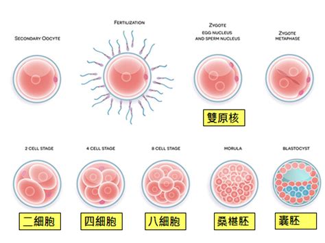 受孕圖|子宮內日記．胚胎發育常識 